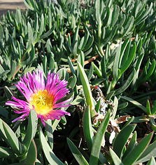 Dedo Moro Presentaciones: 1/2 lt. / Exposición: Sol. / Riego: Diario. (Rastrero)